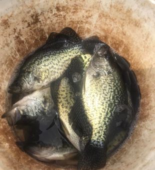 Black Crappie: A bounty of black and silver!