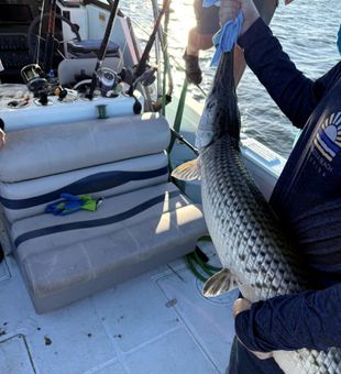 Silver-scaled Gar on deck – exciting catch!