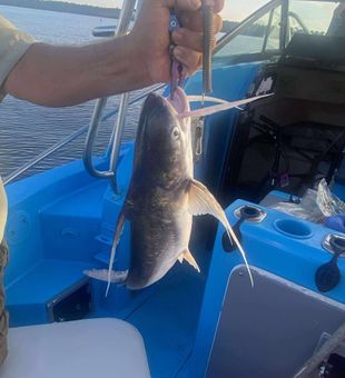 Strong Blue Catfish catch on the line!