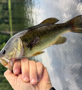 Fresh largemouth bass catch