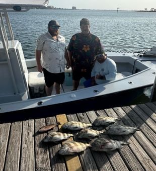 Pensacola’s finest sheepshead caught here