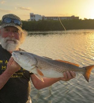 Beautiful Indian Shores redfish making the evening memorable!