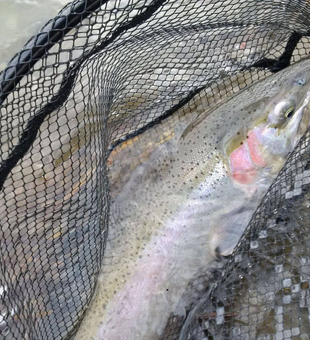 Trout caught and netted out of ON Canada waters
