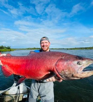 Sockeye Salmon From Alagnak River, Alaska