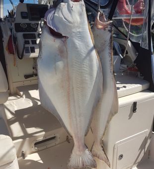 Halibut haul with Captain Alan