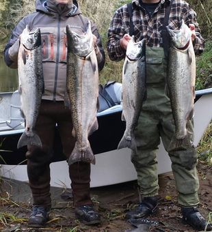 Loaded with Chinook salmon—unreal!