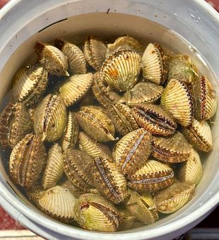 Fresh Gulf scallops—bucket full of summer!