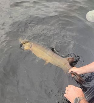Careful musky release beside the boat