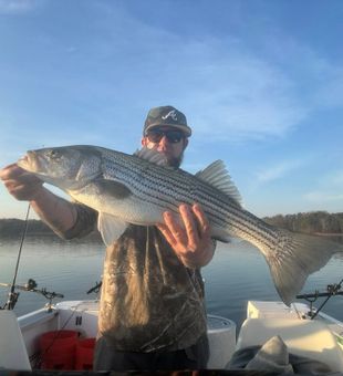 Solid striped bass on calm water