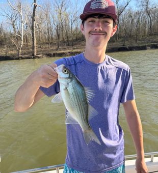 White bass action in Mannford OK!