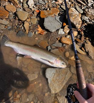 Rainbow Trouts are a Local on Lake Erie waters.