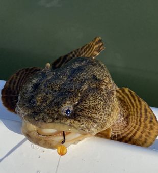 Toad Fish  - Ocean City, MD