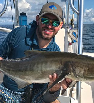 Cobia from Naples, FL
