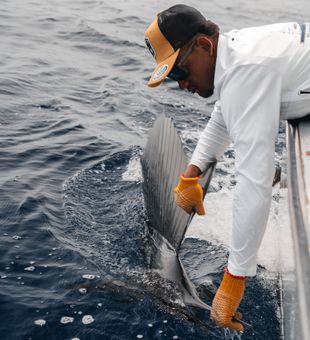 Careful Sailfish release boatside