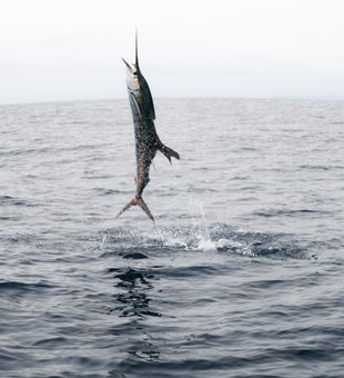 Airborne Sailfish action