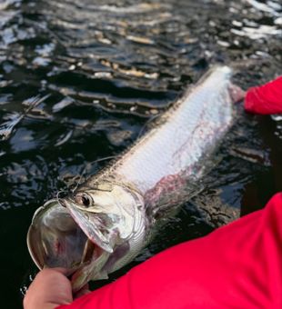 Eco-Friendly Fishing Trips FL Keys