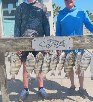 Sheepshead Haul! - Port Aransas, TX
