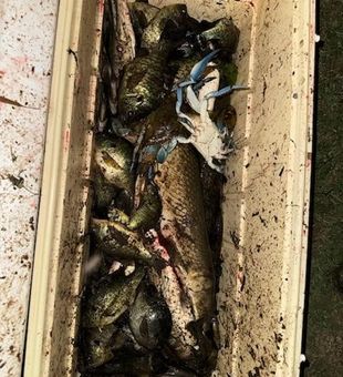 From first-timers to experienced shooters, night bowfishing trips in Orange offer an unforgettable outdoor adventure on the water.