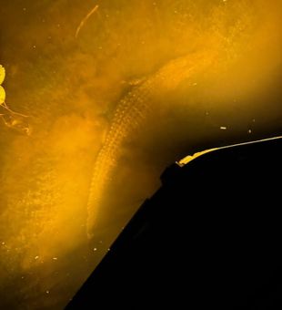 Book a nighttime bowfishing trip in Orange and enjoy high-adrenaline fishing as powerful lights reveal big gators cruising the flats.