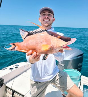 Hogfish bite off Clearwater coast