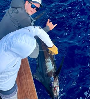Chasing Blue Marlin across the waves!