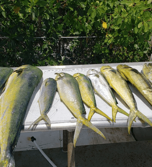 Catching Mahi Mahi Fish in Florida