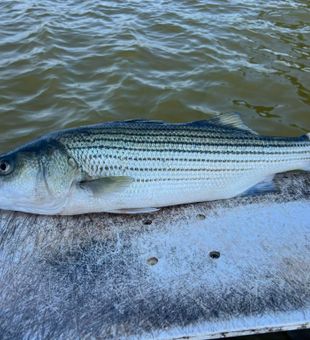 Awesome Striped Bass on display!