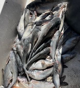 Calm waters and steady bites in Sand Springs, OK.