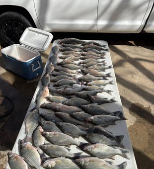 Fishing in Lake Lewisville offers nonstop action and wide-open water views.