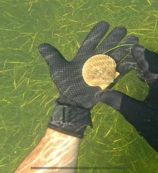 Exciting Florida scalloping with fresh catch in hand