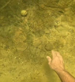 Florida scalloping adventure picking fresh scallops