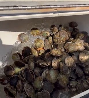 Successful Florida scalloping trip with fresh catch