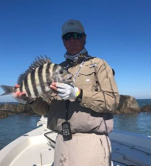 Sheepshead in Jacksonville, FL