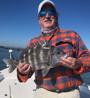 Sheepshead in Jacksonville, FL