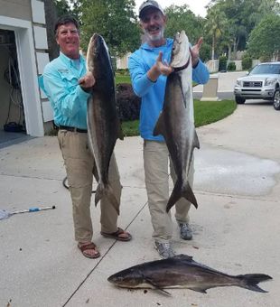 Cobia in Jacksonville, FL