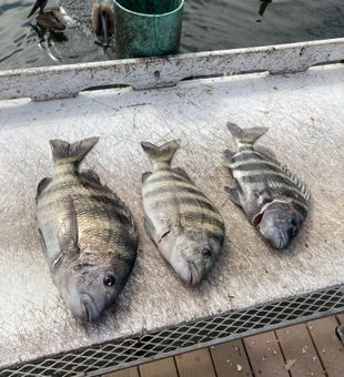 Great weather and even better fishing during this Palmetto FL charter fishing adventure.