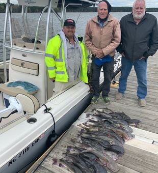 Bunch of Fish
