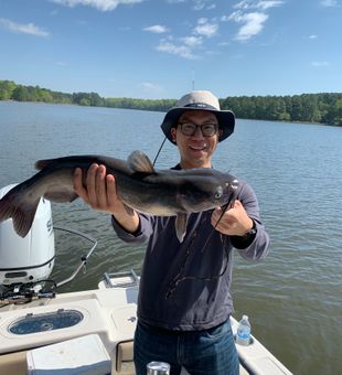 Shearon Harris Catfish