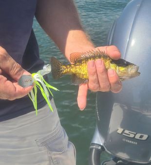 Discover the best bass fishing spots in Austin