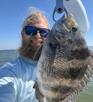 Gulf Shores sheepshead showing off those perfect stripes!
