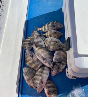 Sheepshead fight keeps anglers on their toes.