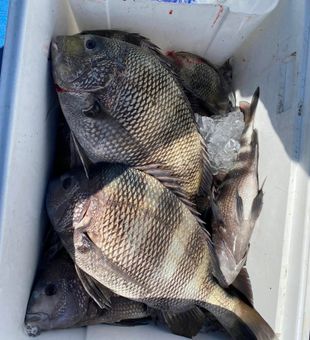 Calm waters, great company, and plenty of fish.