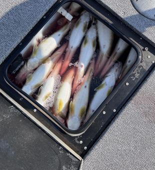 Finesse fishing at its finest on a crystal clear day at Buffalo's harbor!