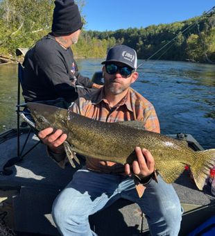 Beautiful Chinook salmon from Brethren Michigan waters!