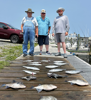 Reeled in a big catch of Grey Triggerfish with heavy tackle and light tackle!