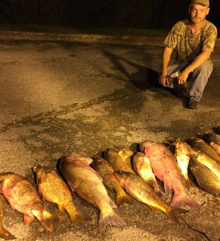 Buffalo and carp stack!