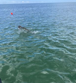 Tarpon Dance! - St. Petersburg, FL.
