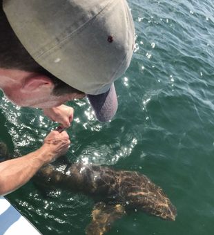 Shark time! - St. Petersburg, FL.