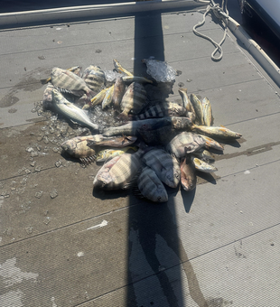 Great catch using deep sea trolling and heavy tackle in clear conditions!