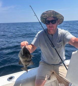 Nice grey triggerfish from Midway GA waters!